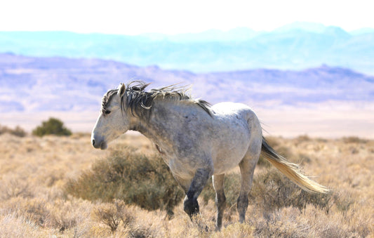 Silver Star
